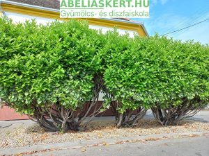 Prunus laurocerasus ’Novita’ – Babérmeggy Novita eladó Abéliáskert Szeged