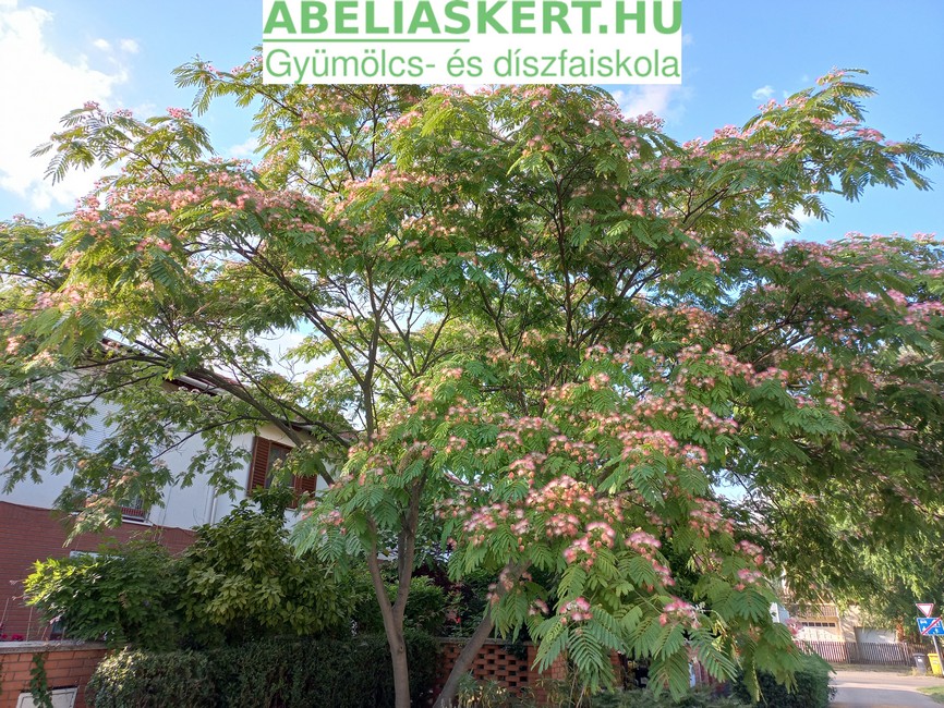 Albizia julibrissima - Perzsa selyemakác díszfa eladó Abéliáskert