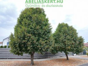Tilia cordata ‘Greenspire’ – Kislevelű hárs orvosi teahars diszfa ház elé